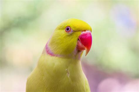 ringneck yellow parrot|indian ringneck parrot lifespan.